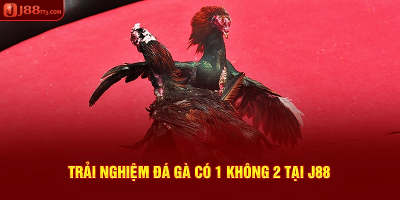 Trải nghiệm đá gà có 1 không 2 tại J88